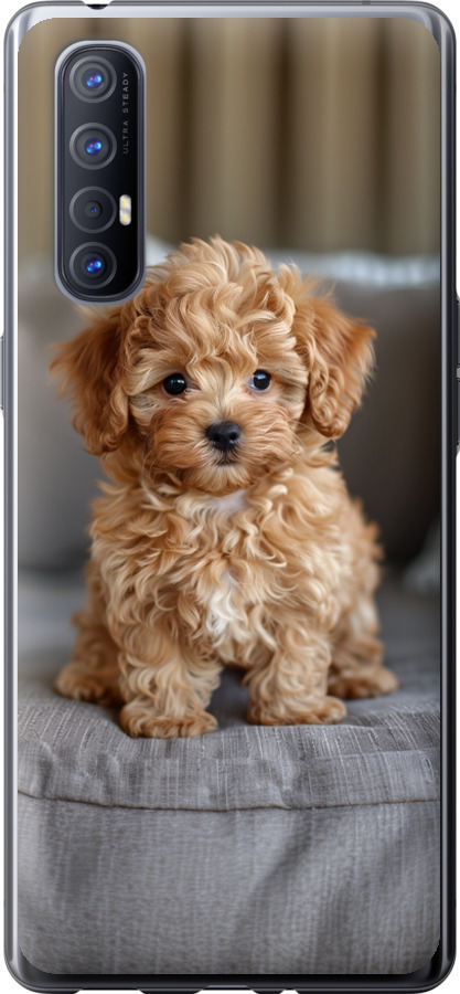 Mini-maltipoo