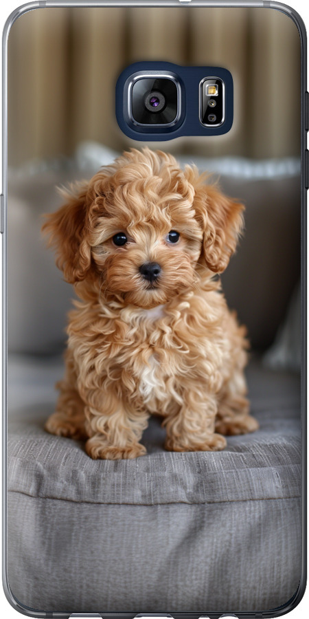 Mini-maltipoo