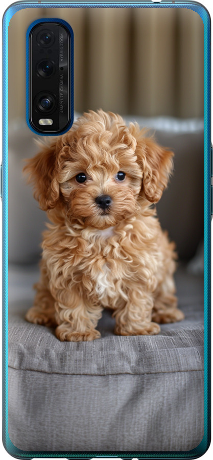 Mini-maltipoo