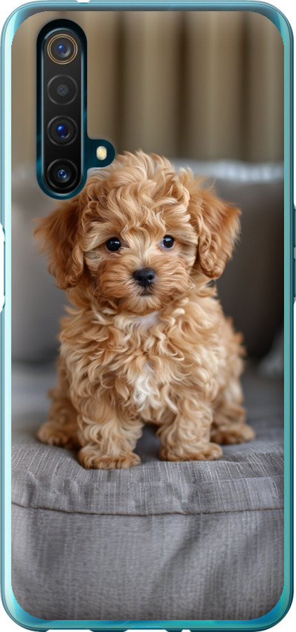 Mini-maltipoo