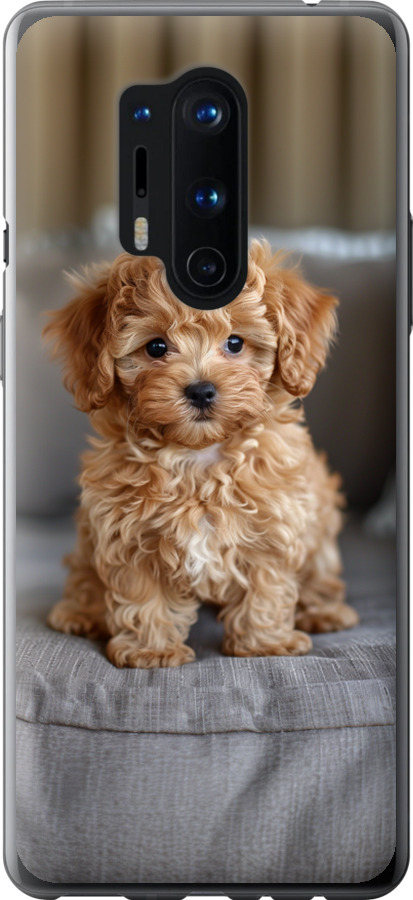 Mini-maltipoo
