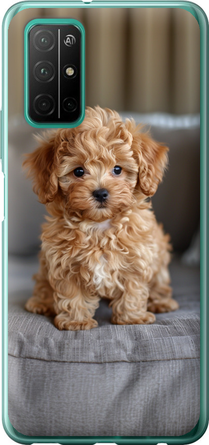 Mini-maltipoo
