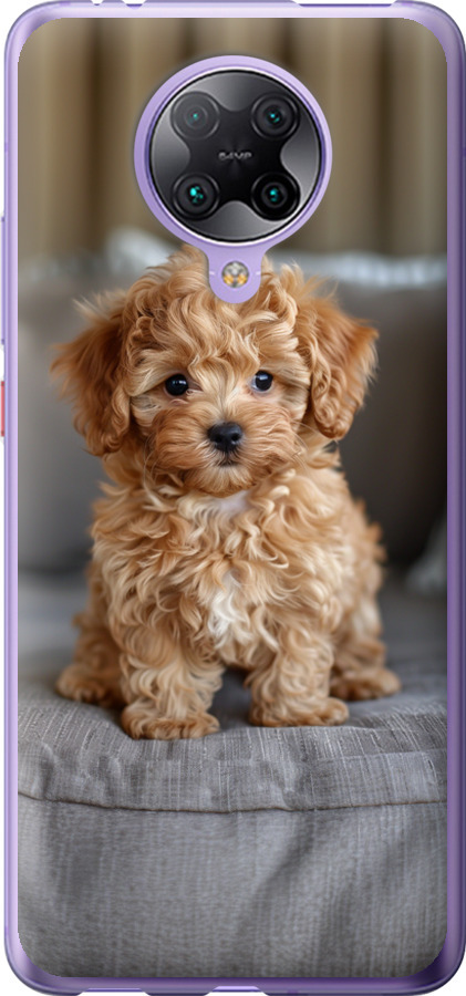 Mini-maltipoo