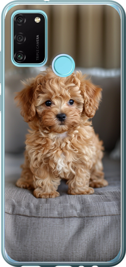 Mini-maltipoo