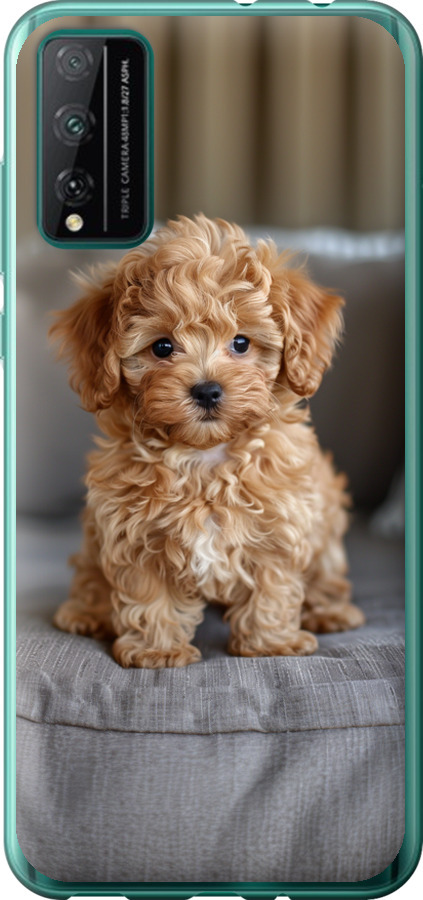 Mini-maltipoo