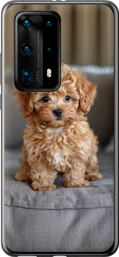 Mini-maltipoo