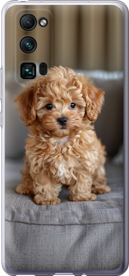 Mini-maltipoo