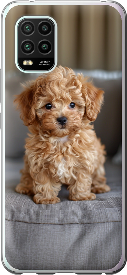 Mini-maltipoo
