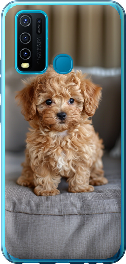 Mini-maltipoo