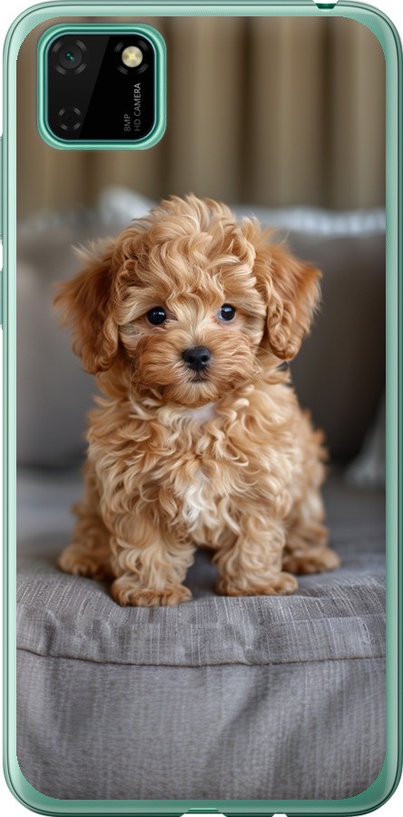 Mini-maltipoo