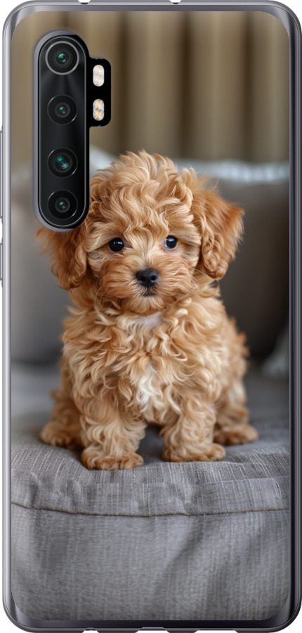 Mini-maltipoo