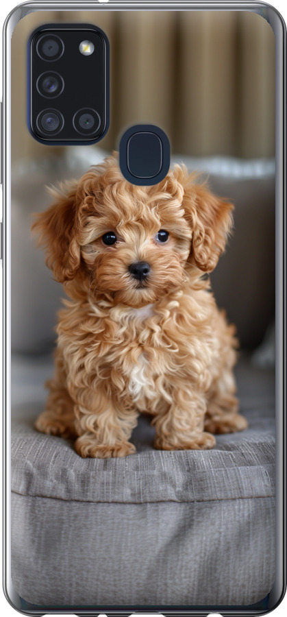 Mini-maltipoo