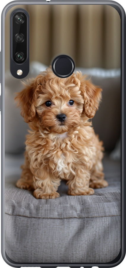Mini-maltipoo