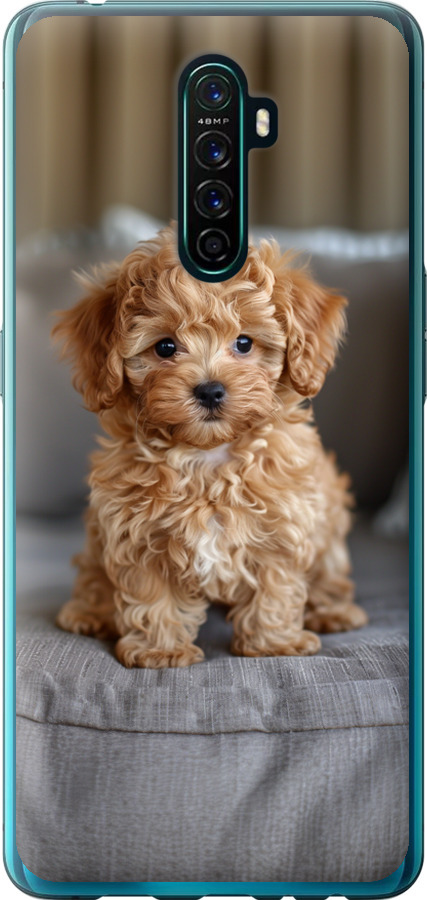 Mini-maltipoo