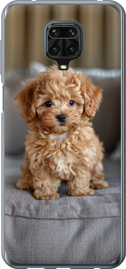 Mini-maltipoo