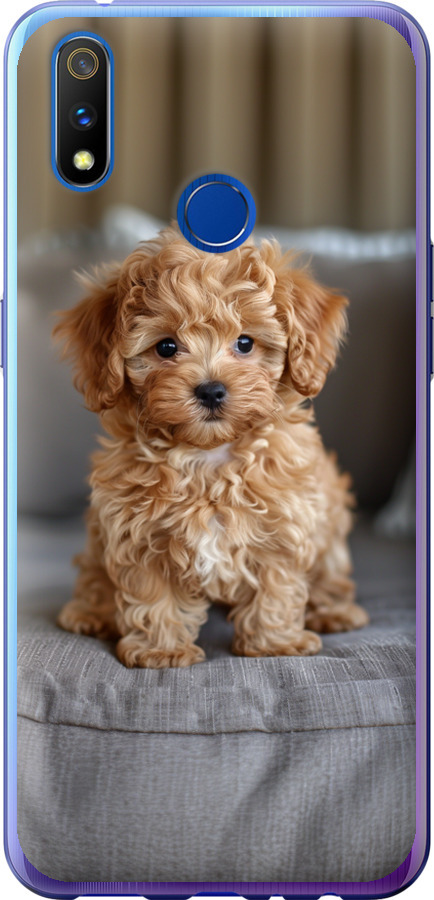 Mini-maltipoo