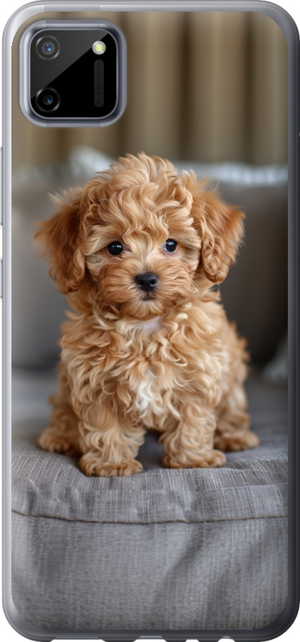 Mini-maltipoo