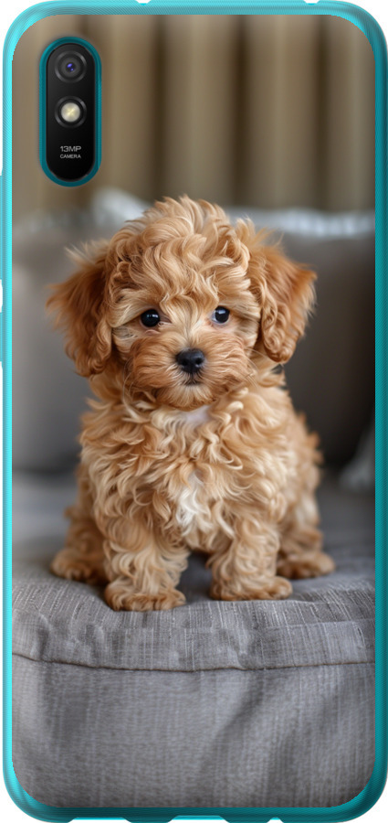 Mini-maltipoo