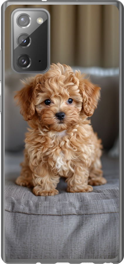 Mini-maltipoo