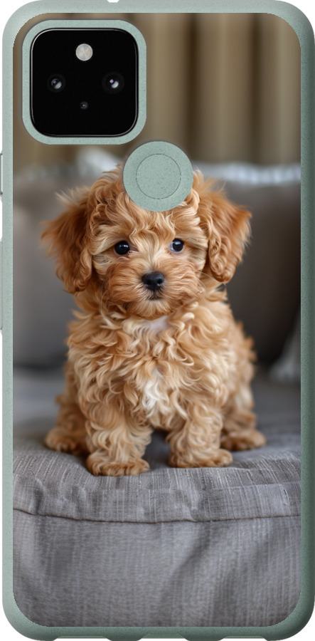 Mini-maltipoo