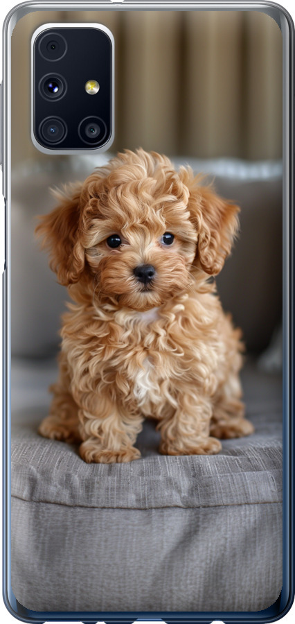 Mini-maltipoo