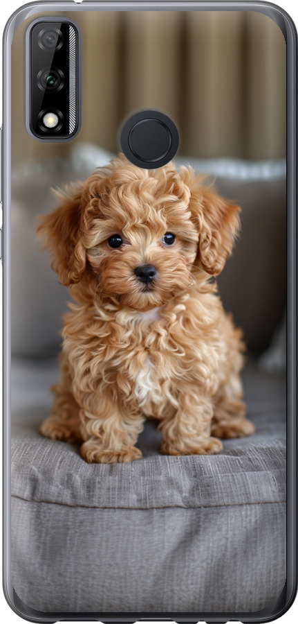 Mini-maltipoo