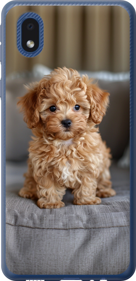 Mini-maltipoo