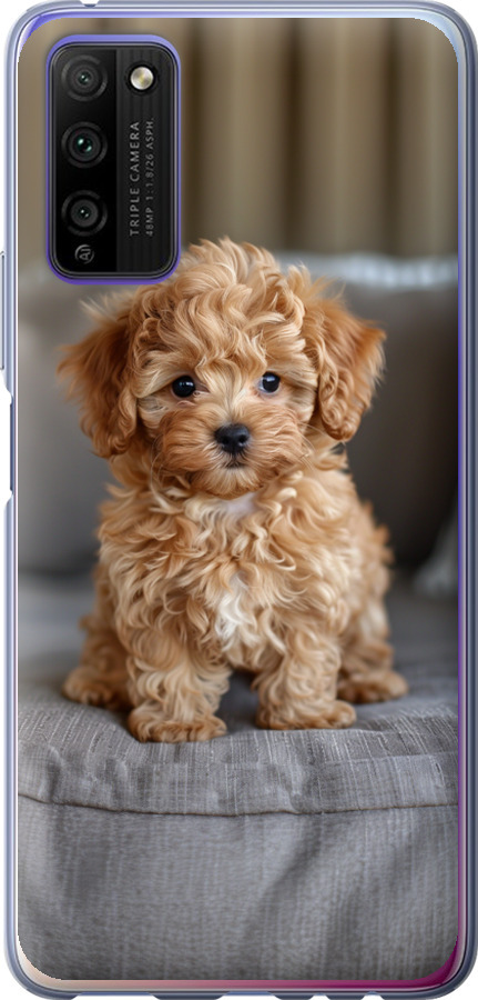 Mini-maltipoo