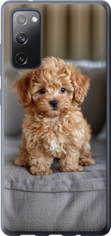 Mini-maltipoo