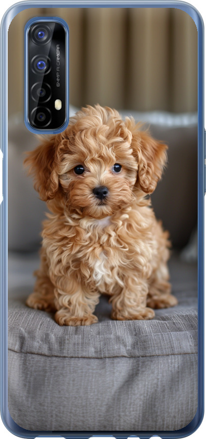 Mini-maltipoo