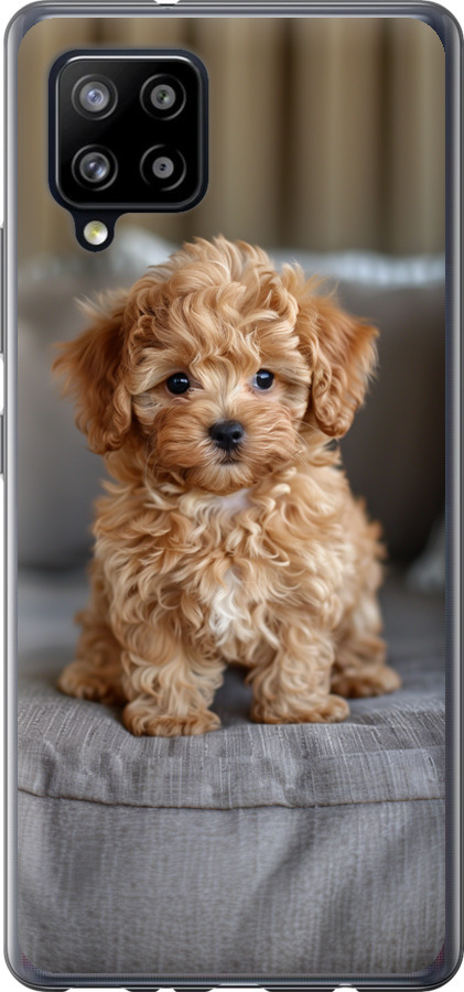 Mini-maltipoo