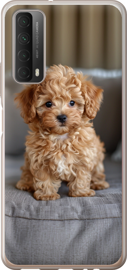 Mini-maltipoo