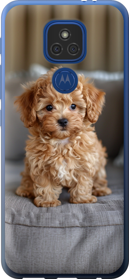 Mini-maltipoo