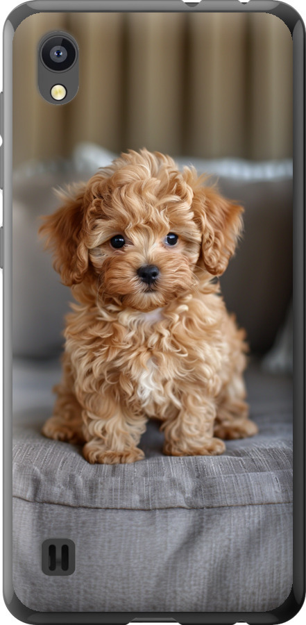 Mini-maltipoo