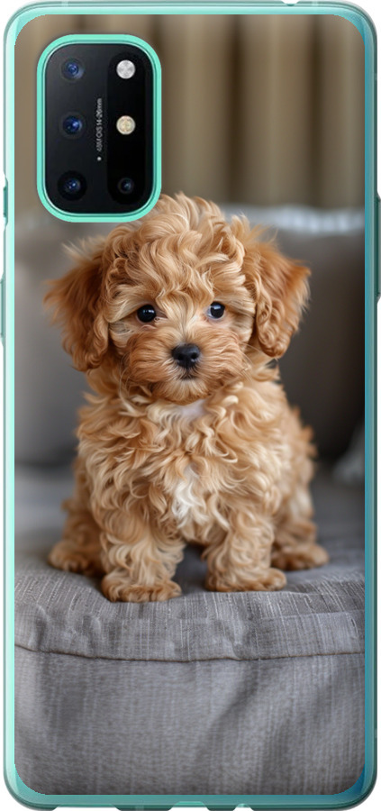 Mini-maltipoo