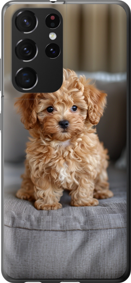 Mini-maltipoo