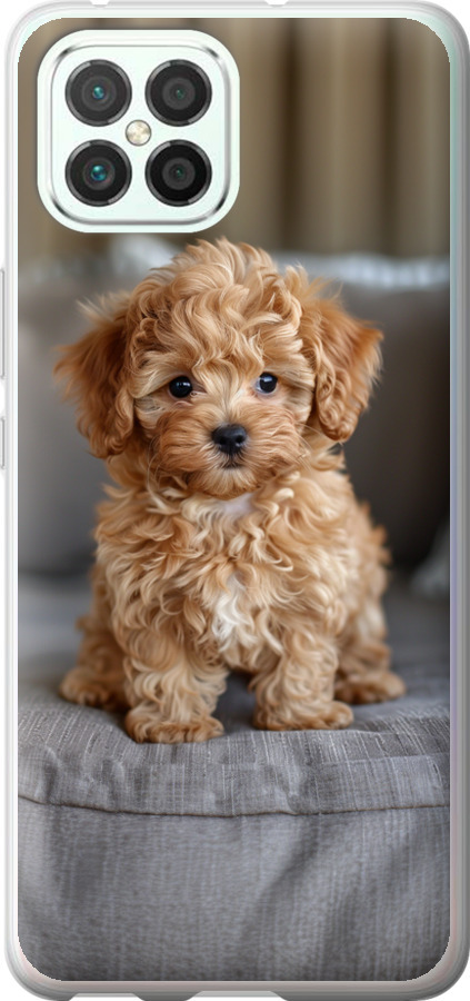 Mini-maltipoo