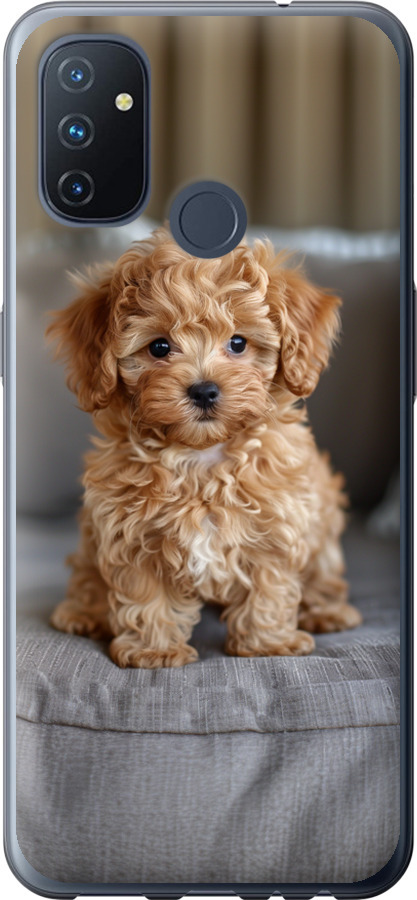 Mini-maltipoo