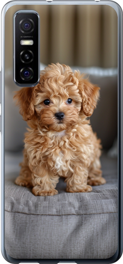 Mini-maltipoo