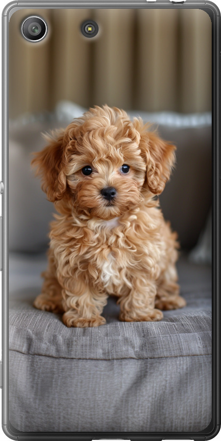 Mini-maltipoo