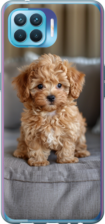 Mini-maltipoo