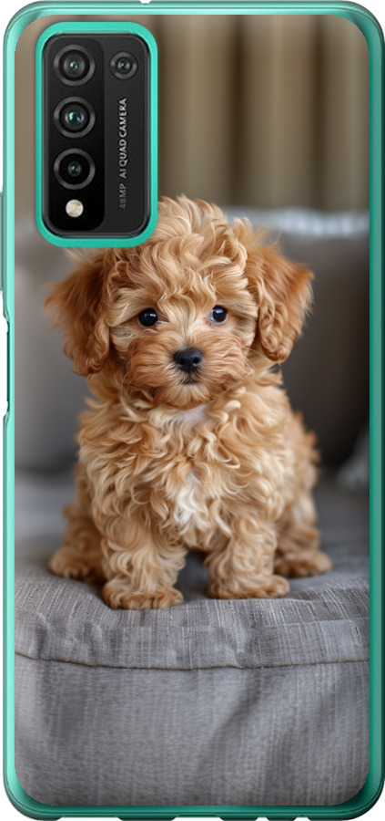 Mini-maltipoo