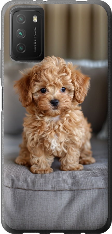 Mini-maltipoo