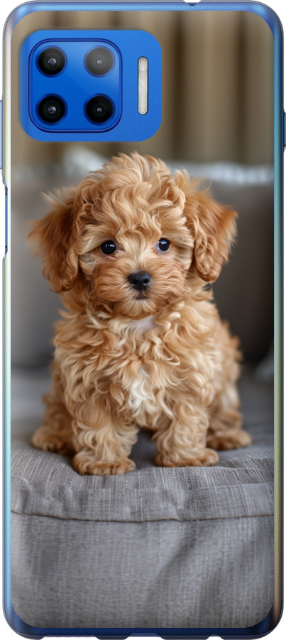 Mini-maltipoo