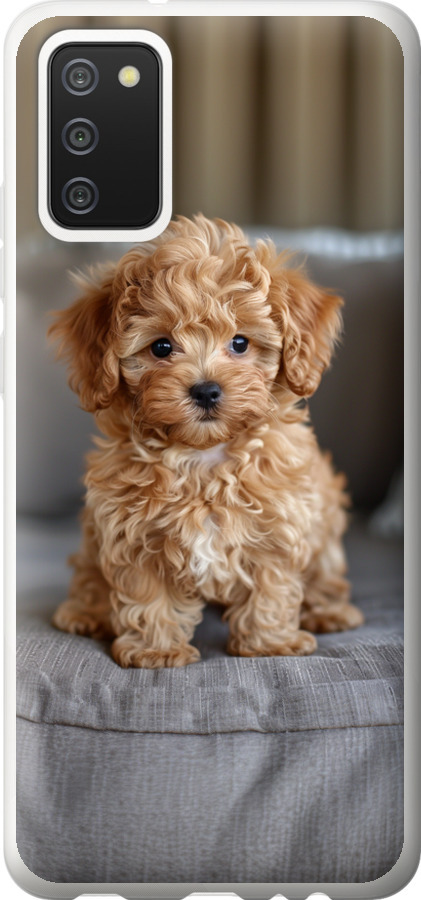 Mini-maltipoo