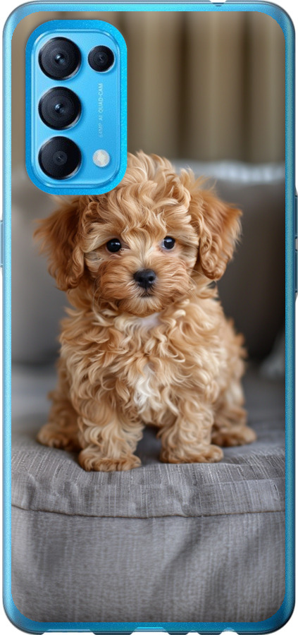 Mini-maltipoo
