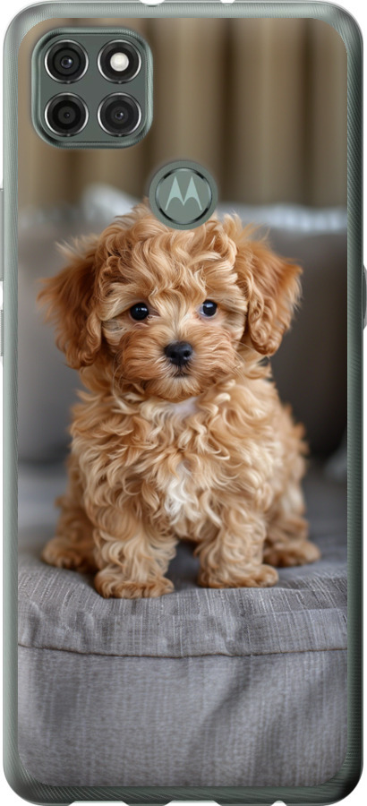 Mini-maltipoo