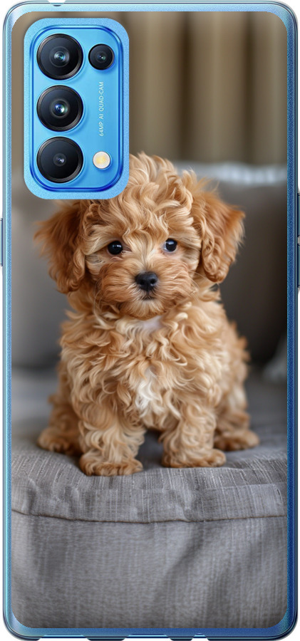 Mini-maltipoo