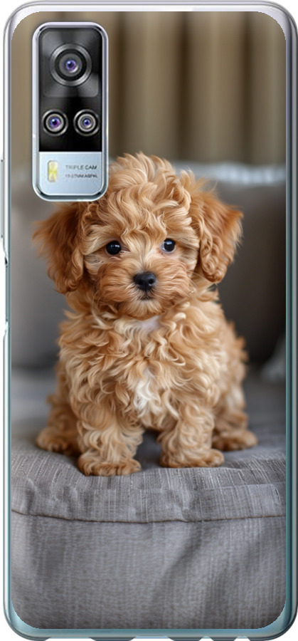 Mini-maltipoo