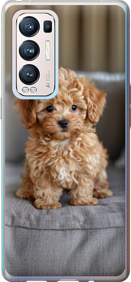 Mini-maltipoo